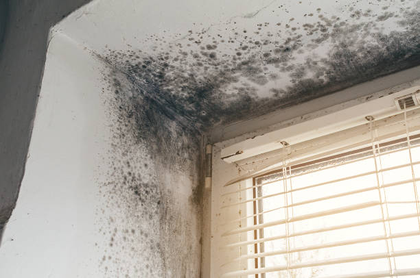 Affordable Black Mold Removal solutions in Minnetonka, MN